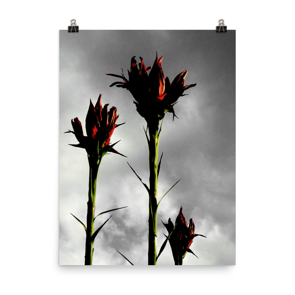 gymea lilies| Not Triffids. Sydney Harbour, Australia