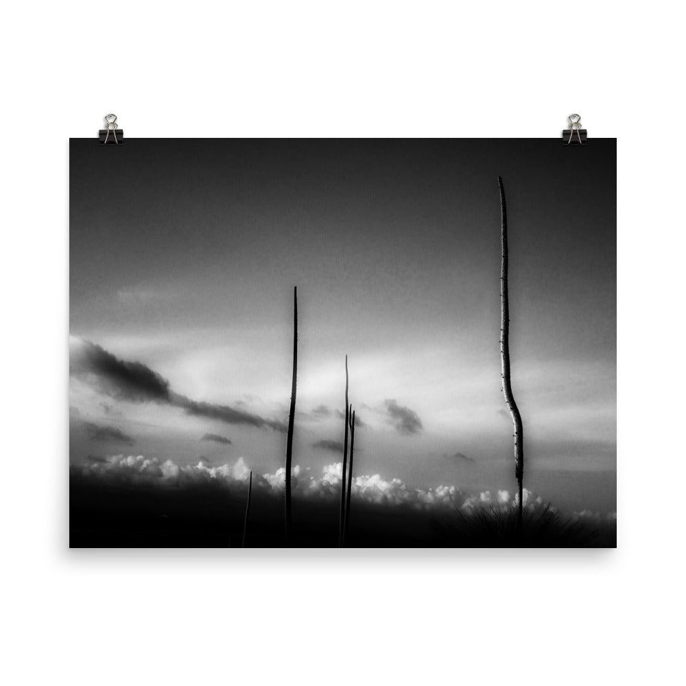 reach | Xanthorrhoea. Balga grass tree. Whatever. Not Triffids. Evans Head, NSW, Australia.