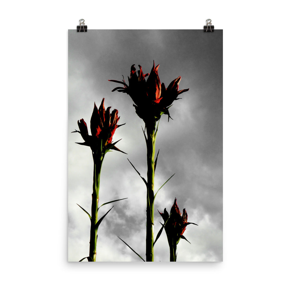 gymea lilies| Not Triffids. Sydney Harbour, Australia